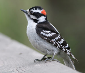 POWDERHORN BIRDWATCH: Living organisms continue peculiar habits