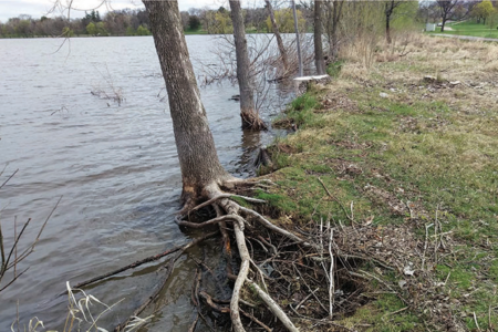 Eroding shoreline at Lake Nokomis